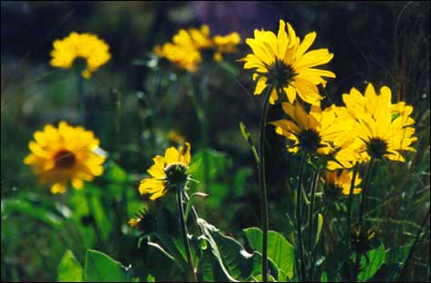 Flowers at Skaha