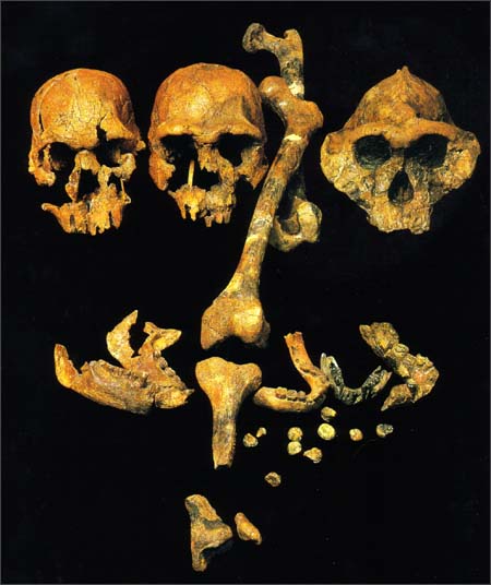 Early Hominid Comparison