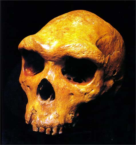 Homo heidelgergenisis