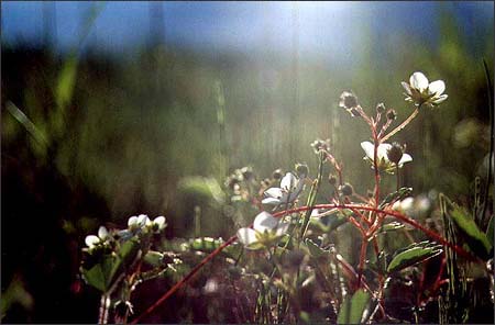 Wildflowers