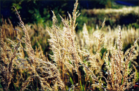 Virginia Hills Grass